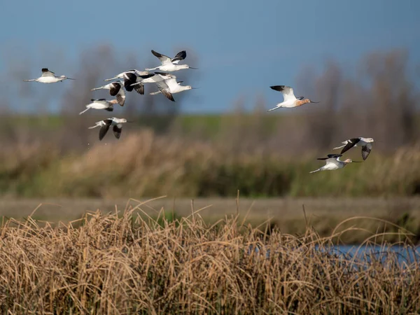 stock image Flock of American Avocet birds flying low over the wetlands