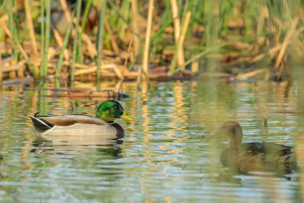 偏远农村池塘湖中的野鸭与野鸭 — 图库照片