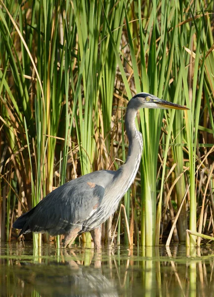 stock image A great blue heron wading in the shallow waters and tall reeds.