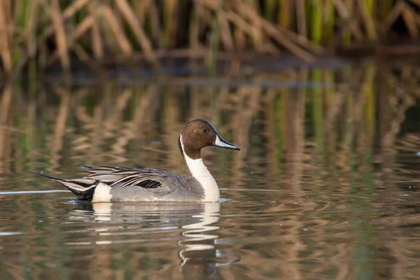 Ritratto Ambientale Drake Northern Pintail Nelle Zone Umide — Foto Stock