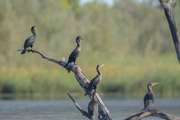 stock image View of few wild black-feathered cormorant birds perching on dead tree in wetland