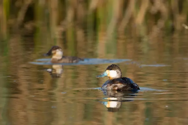 野生动植物湖水中的彩色蓝嘴鸭 — 图库照片