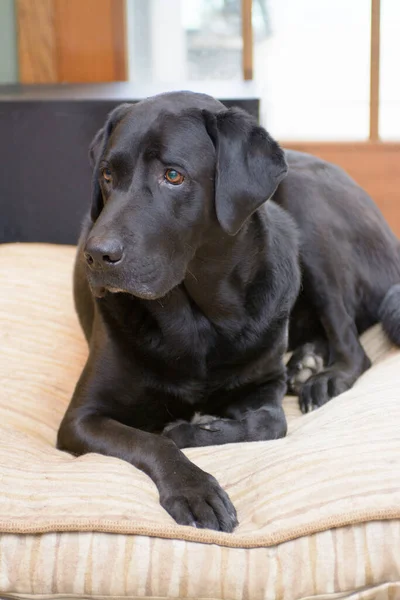 Schwarzer Labrador Retriever Hund Regal Portrait Pose — Stockfoto