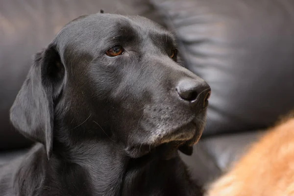 Negro Labrador Retriever Perro Retrato Real Pose —  Fotos de Stock