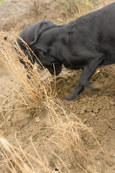 黒いラブラドールの検索犬が土の中に穴を掘る — ストック写真