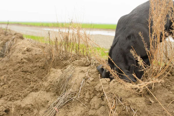 Negro Labrador Retriever Perros Cavando Agujero Suciedad — Foto de Stock