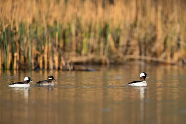 少数白色野鸭在湿地沼泽地中漂浮的景象 — 图库照片