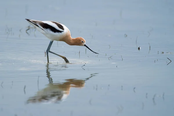Guata Aves Costeras Aguacate Americano Alimentación Aguas Poco Profundas — Foto de Stock