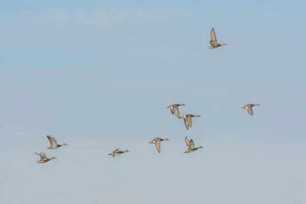 Blick Auf Die Herde Wild Fliegender Enten Blauem Himmel — Stockfoto