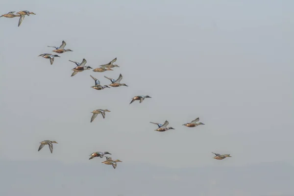 Schöne Enten Wildtieren Fliegen Kleinen Herden Vor Himmelshintergrund — Stockfoto