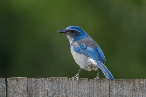 Nahaufnahme Rückansicht Von Bunten Blauen Gestrüpp Eichelhäher Vogel Sitzt Auf — Stockfoto