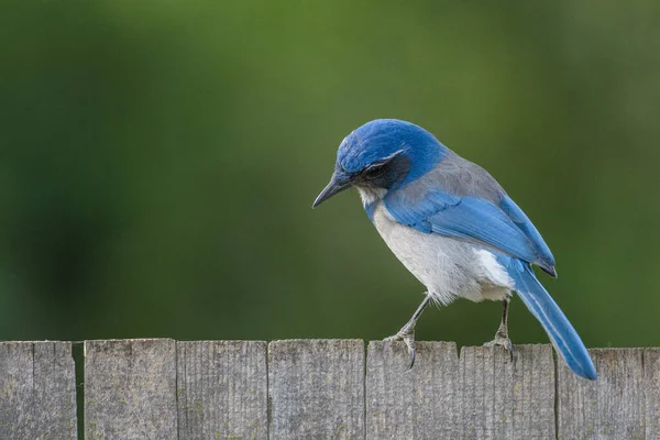 Vista Posterior Pequeño Hermoso Pájaro Arrendajo Exfoliante Con Plumaje Azul —  Fotos de Stock