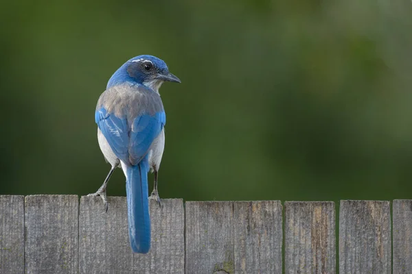 Ein Blauer Eichelhäher Auf Einem Zaun Blickt Über Seine Schulter — Stockfoto