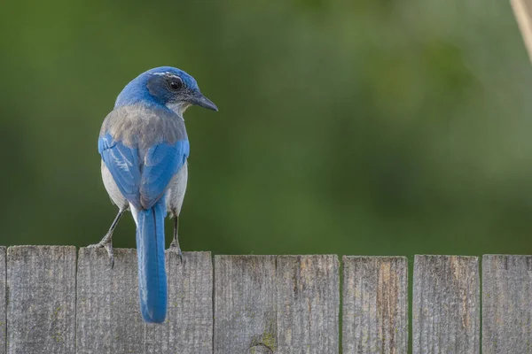 Rückansicht Von Kleinen Bunten Blauen Gestrüpp Eichelhäher Vogel Auf Holzzaun — Stockfoto