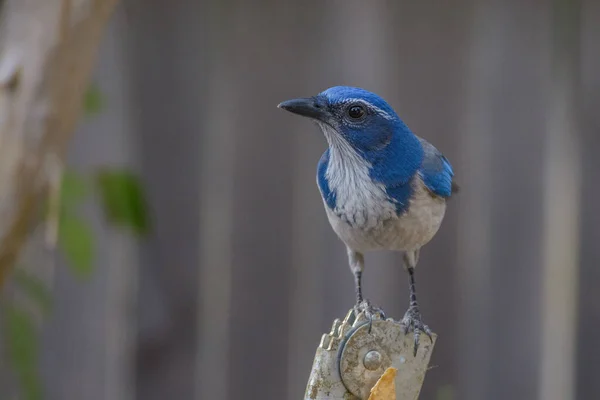 Nahaufnahme Eines Winzigen Blau Gefiederten Eichelhäher Vogels — Stockfoto