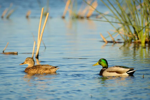 一对雄性和雌性的野鸭在水面上游动 — 图库照片
