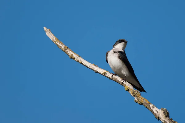 Immature Tree Swallow Perched Branch — Stock Photo, Image