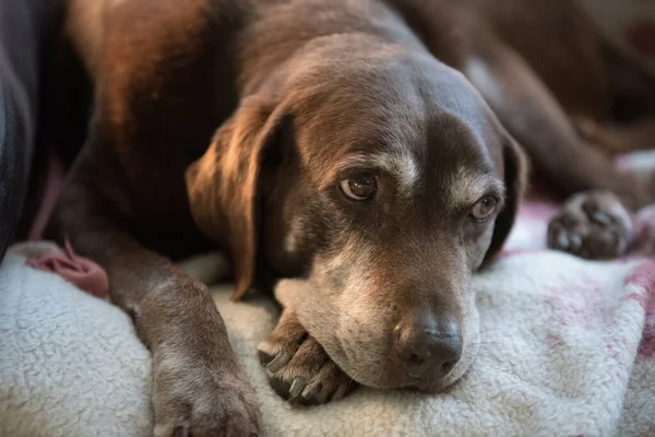 Old Senior Chocolate Labrador Retriever Dog Laying Its Bed — Stock Photo, Image
