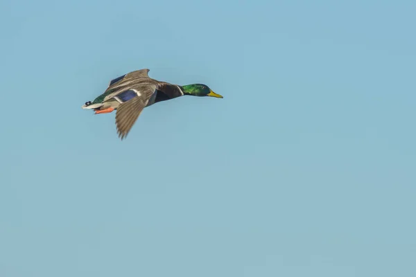 Вид Сбоку Разноцветного Кряквы Зеленой Головой Летящей Голубом Фоне Неба — стоковое фото