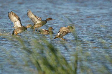 Uçan gadwall ördekleri yeşil sazlıkların arkasındaki su yüzeyine iniyor..