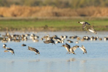 Gün ışığında gölün üzerinde uçarken kanat çırpan uçan ördeklerin görüntüsü