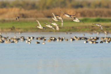 Kıvrık kuyruklu ördeklerin mavi suların üzerinde süzülüşünü gün ışığında izleriz. 