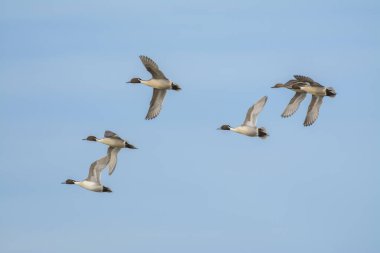 Mavi gökyüzünde birlikte uçan küçük yaban ördekleri sürüsü