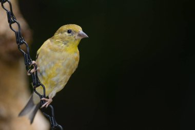 Küçük sarı kuş siyah bir zincir üzerine tünemiş..