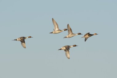Kahverengi kafalı vahşi ördekler ve açık mavi gökyüzünde uçuşan gri tüyler.