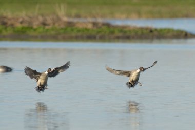 Gri ve kahverengi ördekler bulanık arka planda mavi suyla gölün üzerinde süzülüyor.