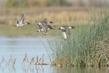 Kahverengi başlı ördekler ve su bitkilerinde süzülen kanatlarda gri tüyler ve bulanık arka planda yansıtıcı göl suyunda süzülen