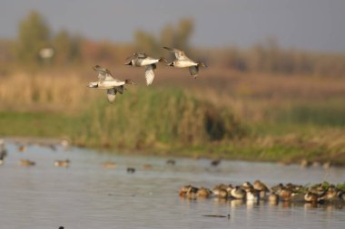 Nehrin üzerinde uçan ördek sürüsü bulanık arka planda.