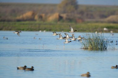Temiz mavi nehir üzerinde uçan ördek sürüsü ve yeşil koruluğun bulanık arka planında su üzerinde yüzen kuşlar.