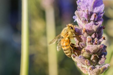 Yakın plan bal arısının, mor çiçekte polen taşıma görüntüsü bulanık arkaplanda