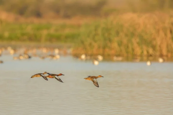 黄昏时分 褐色野鸭在湖面上一起飞翔的景象 — 图库照片