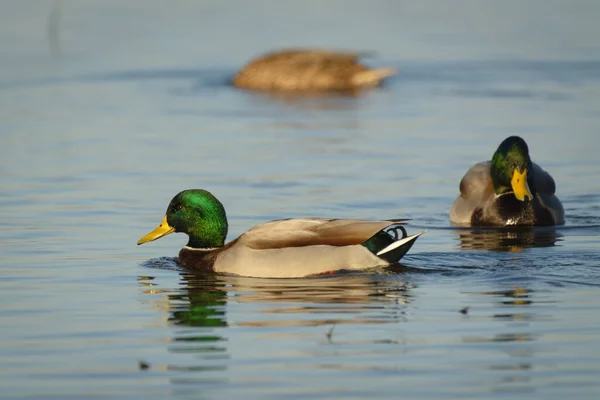 两只雄性鸭鸭在水面上游泳 后面的女性 — 图库照片