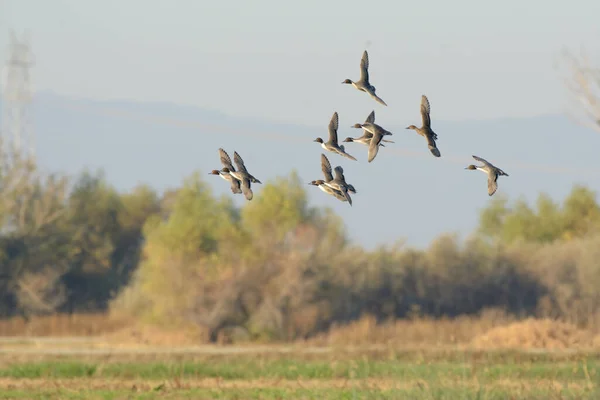 湿地沼泽上方群集的野生小鸭群飞的风景画 — 图库照片