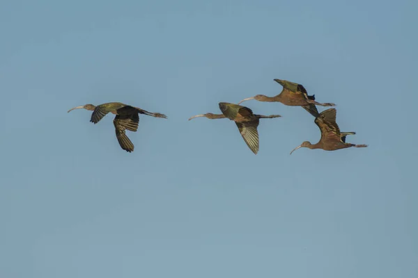 stock image View of few wild birds with long beaks and brown plumage flying in group in blue sky