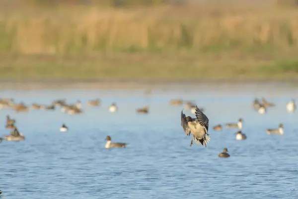 Widok Dzikiej Kaczki Trzepoczącej Skrzydłami Podczas Lotu Nad Wodą Ptakami — Zdjęcie stockowe