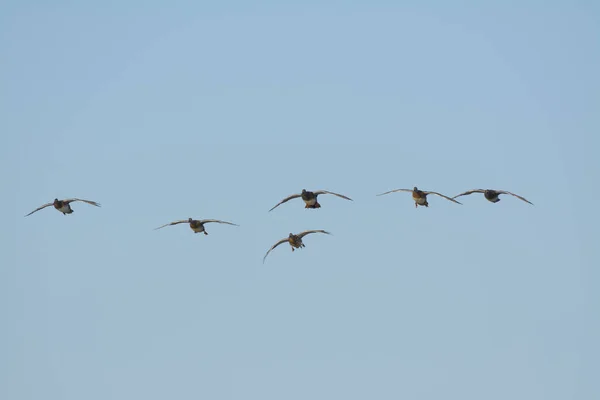 Kleiner Schwarm Kaulquappen Enten Bei Landung Eingesperrt — Stockfoto