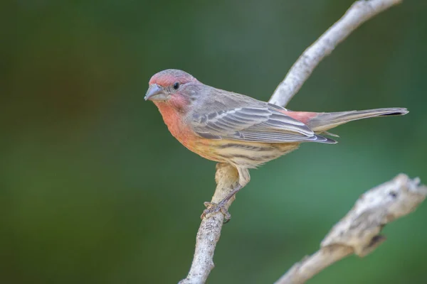 Fechar Casa Penas Vermelhas Finch Songbird Sentado Galho Árvore — Fotografia de Stock
