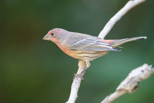 Seitenansicht Des Roten Und Braunen Hausfinken Singvogels Auf Baumzweigen — Stockfoto