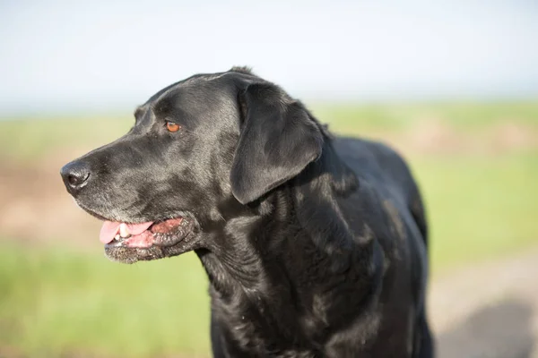 Retrato Aire Libre Perro Negro Labrador Retriever —  Fotos de Stock