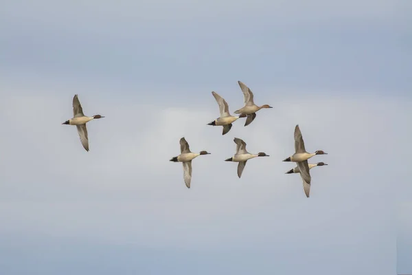 Blick Auf Fliegende Enten Kleiner Schar Vor Blauem Himmel — Stockfoto