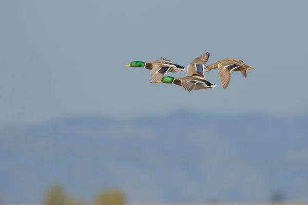 Vista Lateral Pato Mazos Colores Salvajes Volando Juntos Sobre Suelo — Foto de Stock
