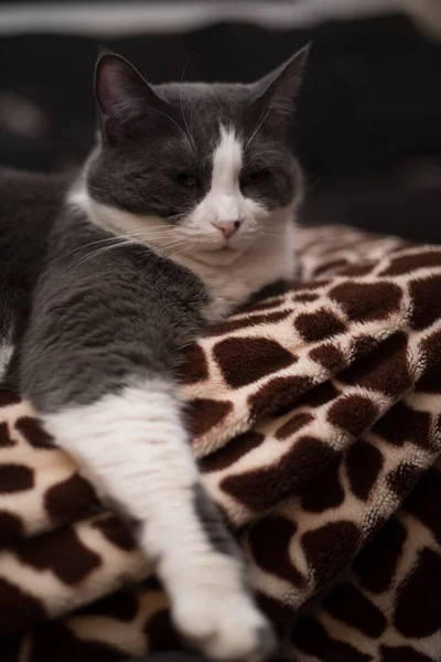 Porträt Einer Grau Weißen Smoking Katze Auf Einer Decke Mit — Stockfoto