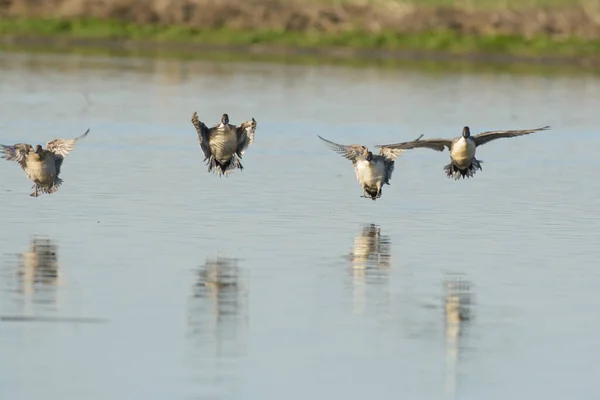 Szare Brązowe Kaczki Próbujące Wylądować Refleksyjnej Niebieskiej Wodzie Jeziora Rozmytym — Zdjęcie stockowe