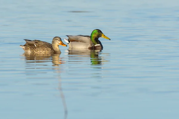 Stockenten Erpel Männchen Und Henne Enten Paar Schwimmen Auf Wasser — Stockfoto