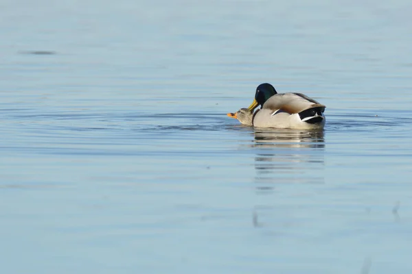 深绿色头部和灰色身体的野鸭 黑色和白色尾巴 在池塘里洗小鸭 焦点柔软 — 图库照片