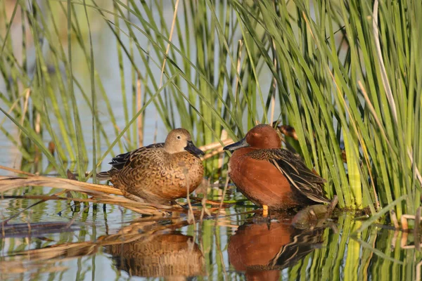 Yeşil sazlıkların yanında sığ sularda duran iki kahverengi ördeğin yan görüntüsü